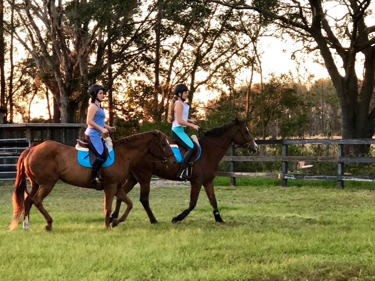 Camp life with Winnie the horse